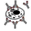 Antibody Binding Efficiency