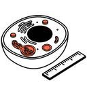 Autophagy & Mitophagy Flux