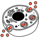 Endocytosis & Peptide Uptake