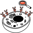 Membrane Receptor Binding