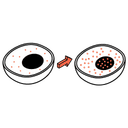 Nuclear Translocation