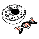 Transfection Efficiency