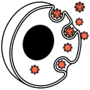 Viral Internalization